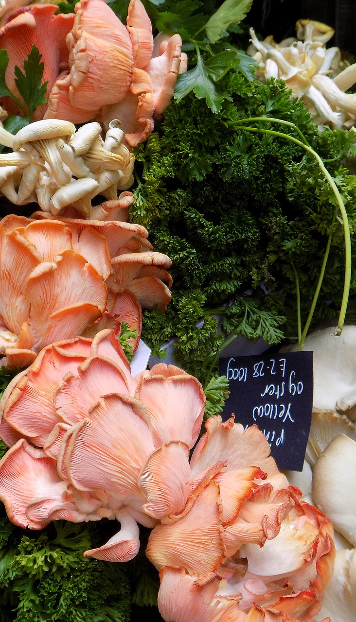 mushrooms oyster mushrooms market free photo