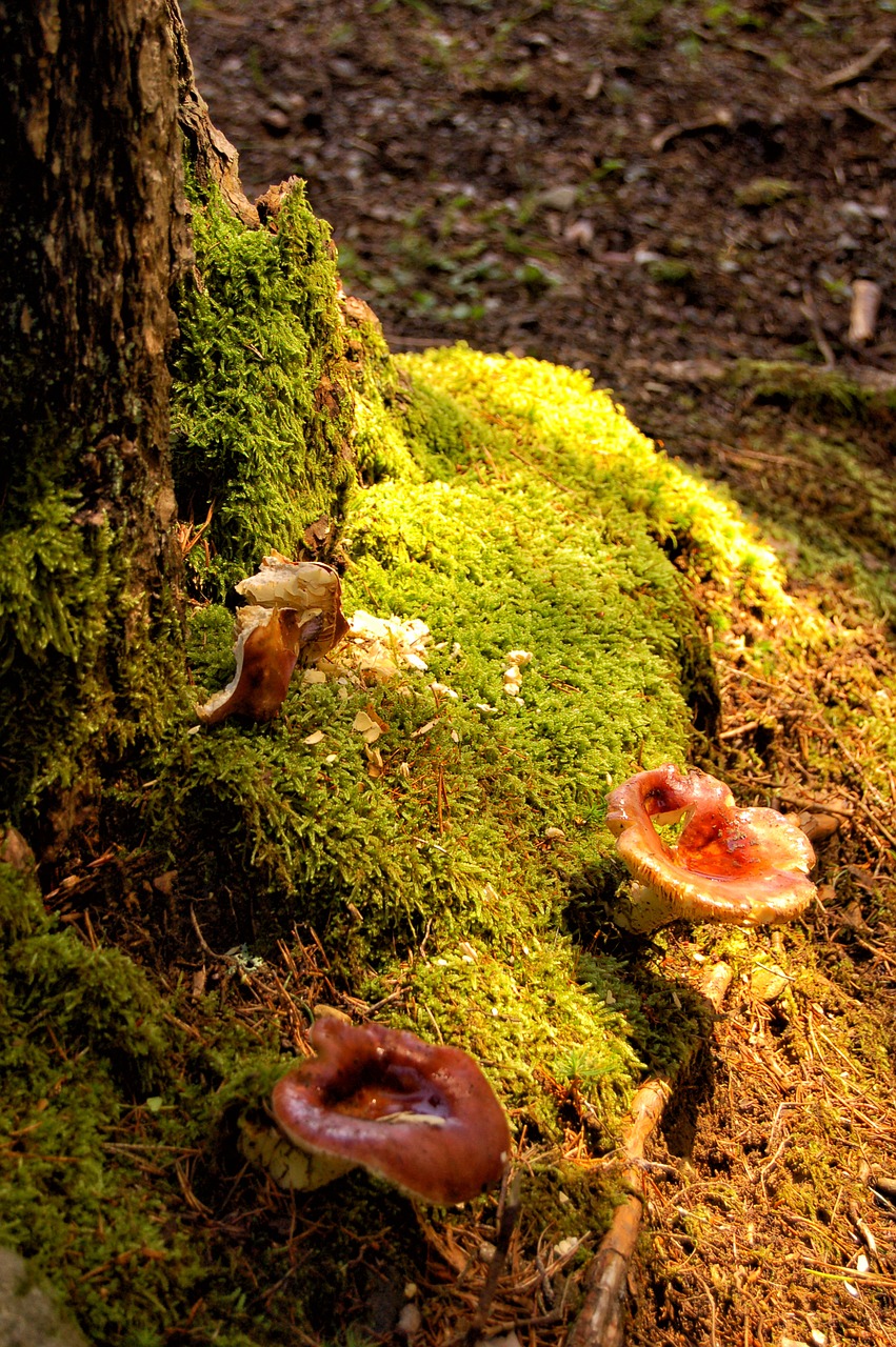 mushrooms forest forest floor free photo