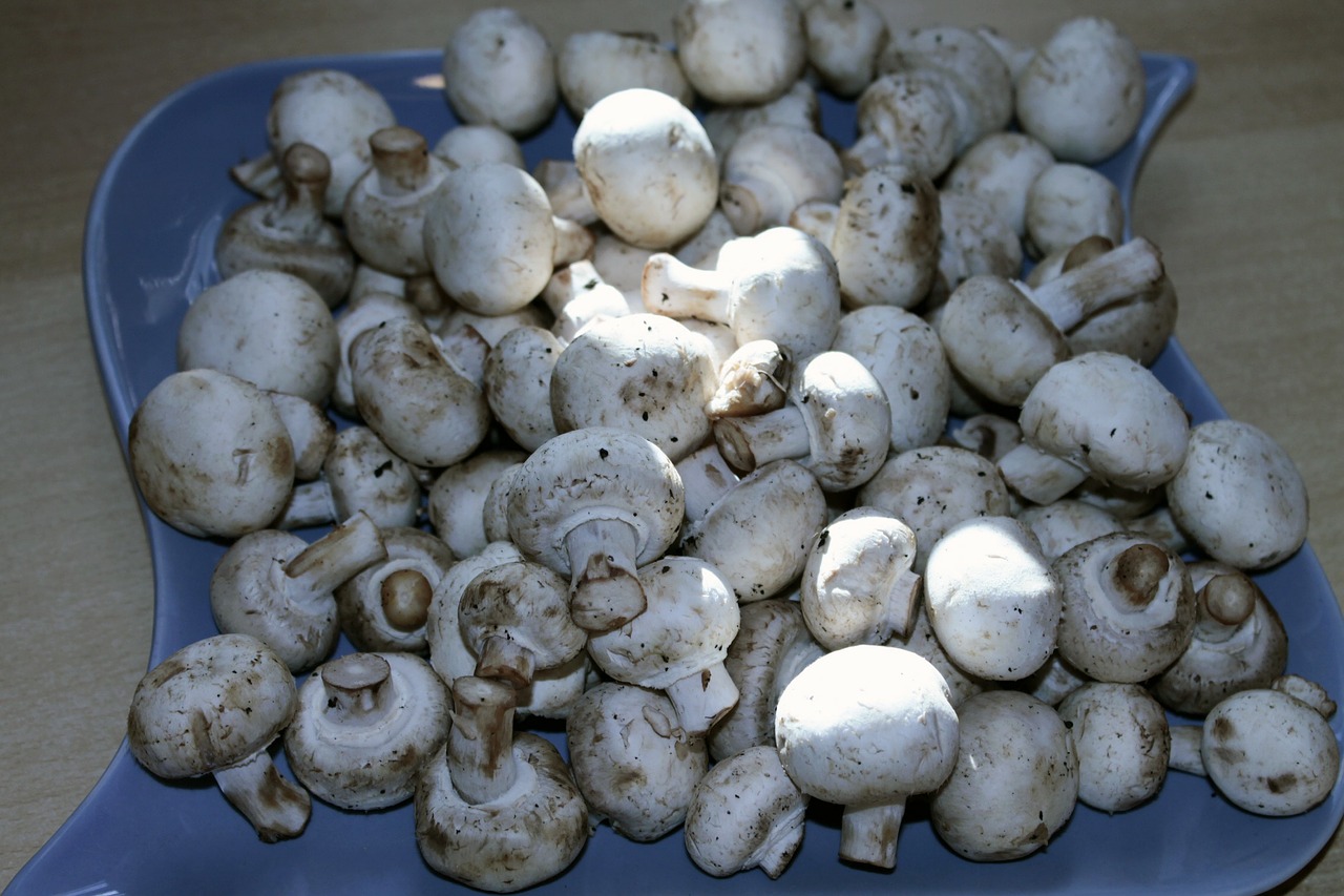 mushrooms white ingredient free photo