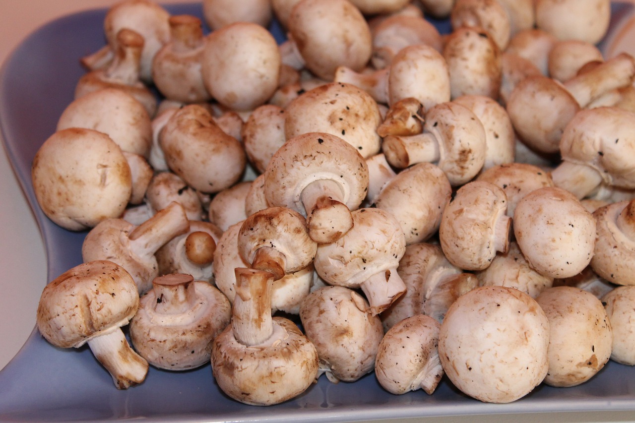 mushrooms white mushroom free pictures free photo