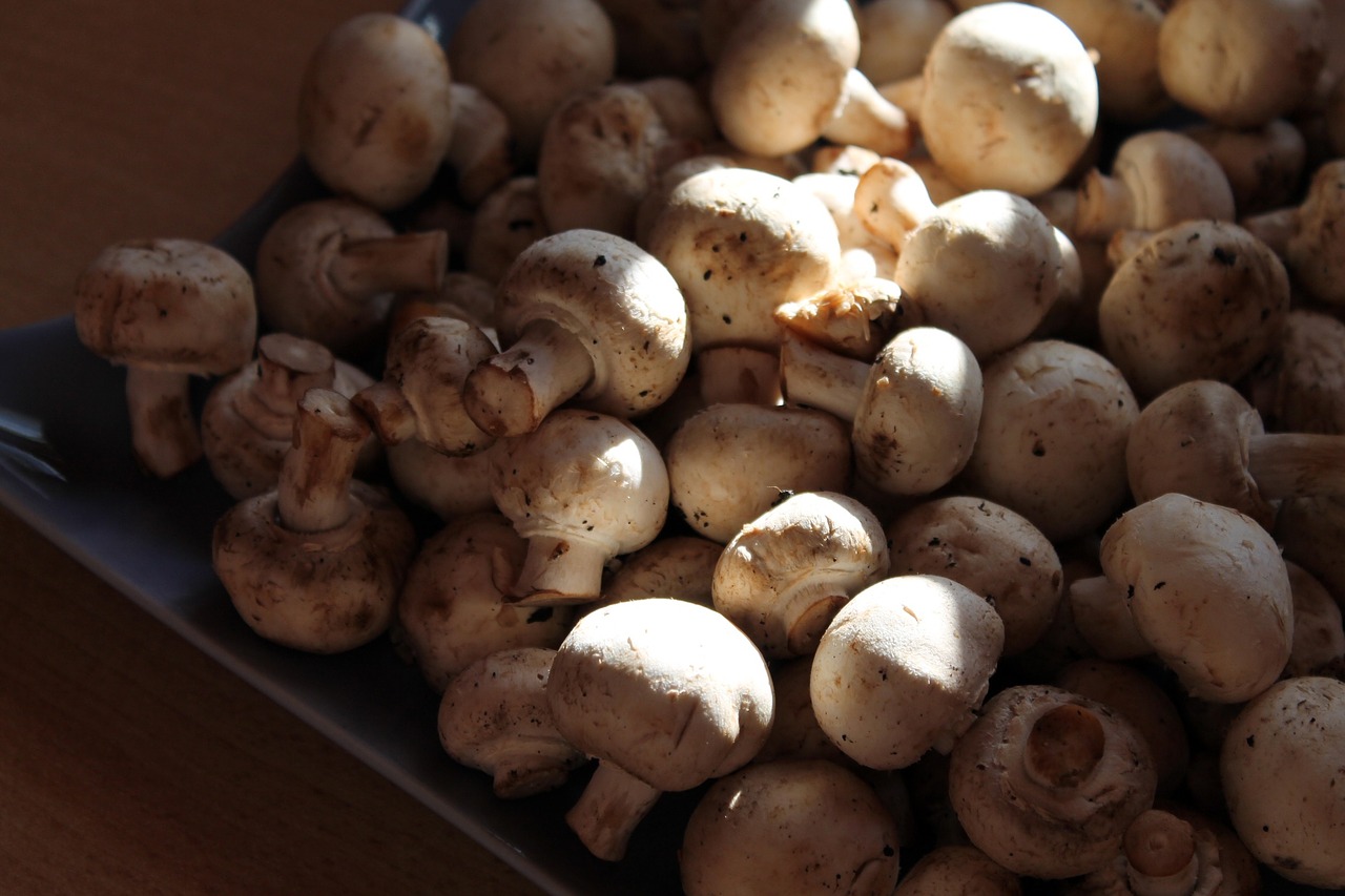 mushrooms white mushroom free pictures free photo