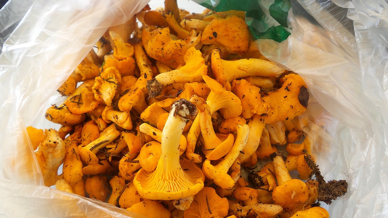 mushrooms eierschwammerl chanterelles free photo