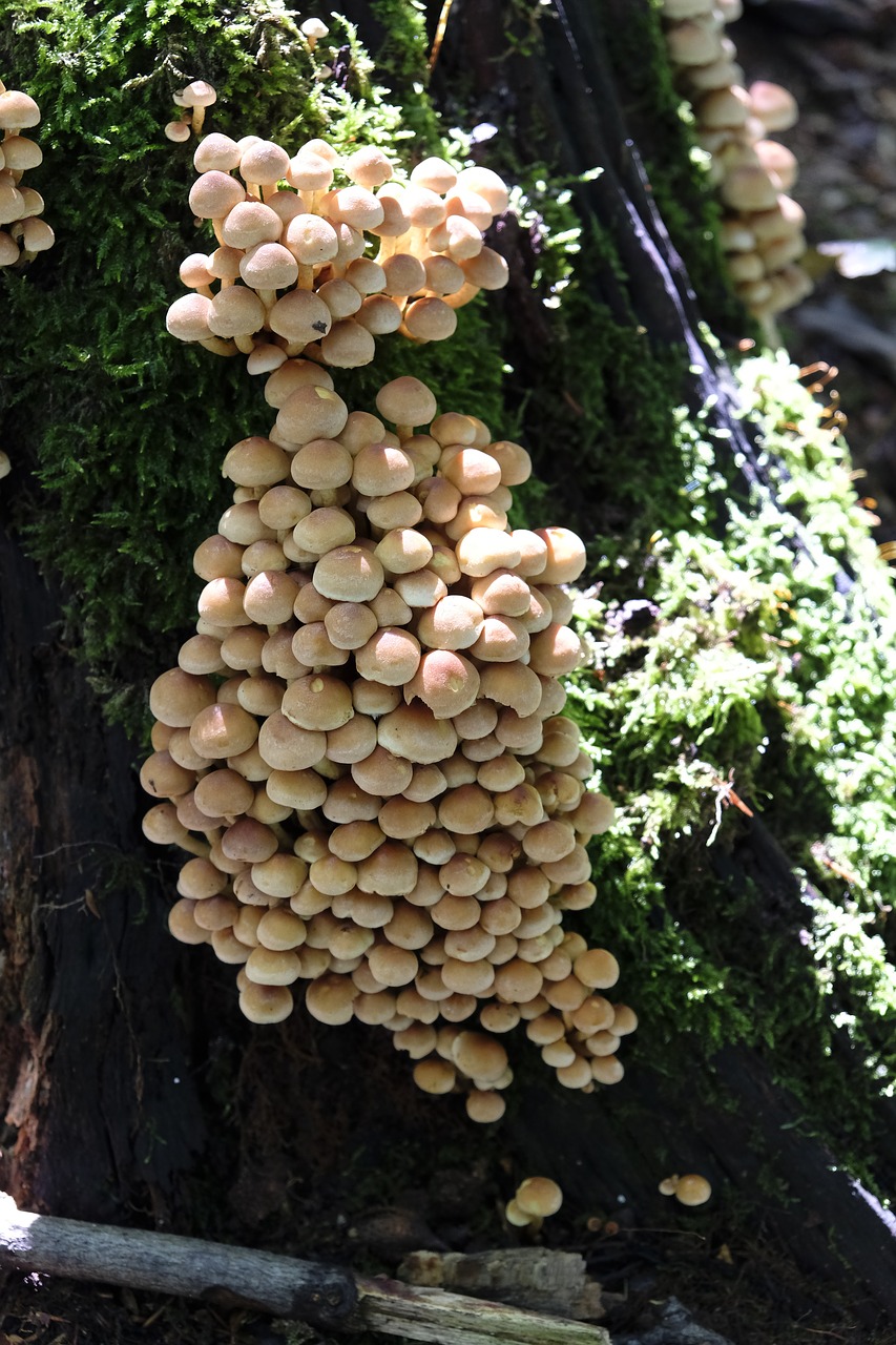 mushrooms food nutrition free photo