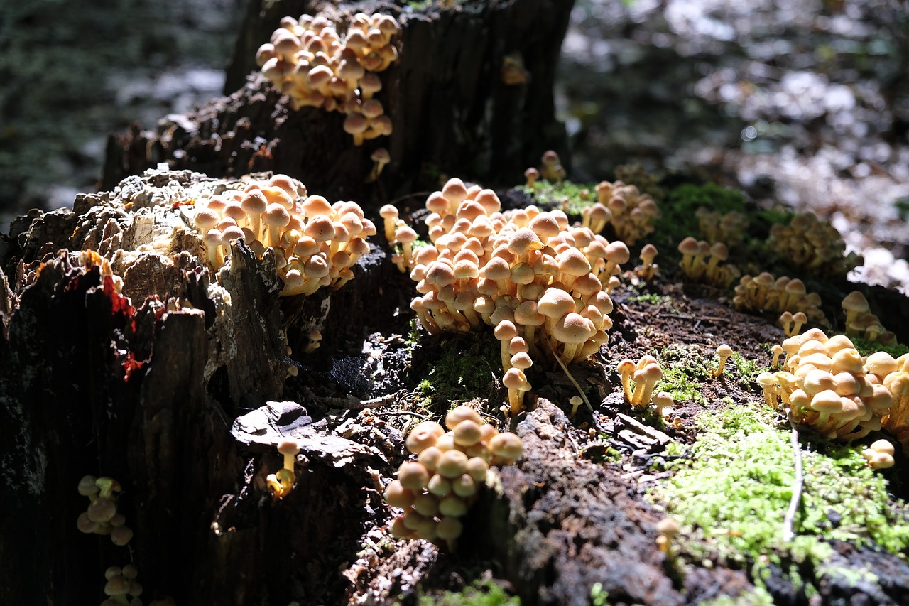 mushrooms food nutrition free photo