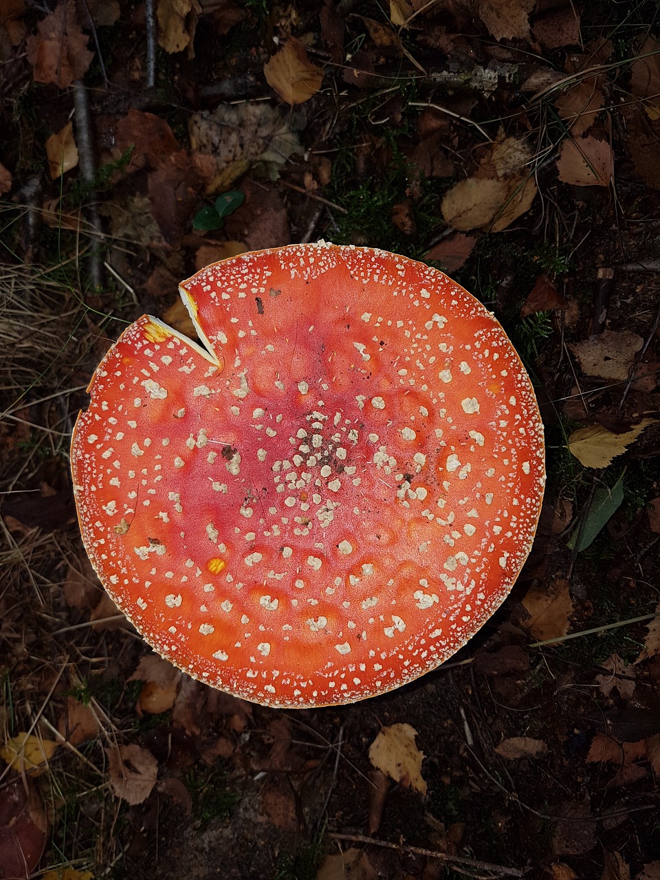 mushrooms autumn forest free photo