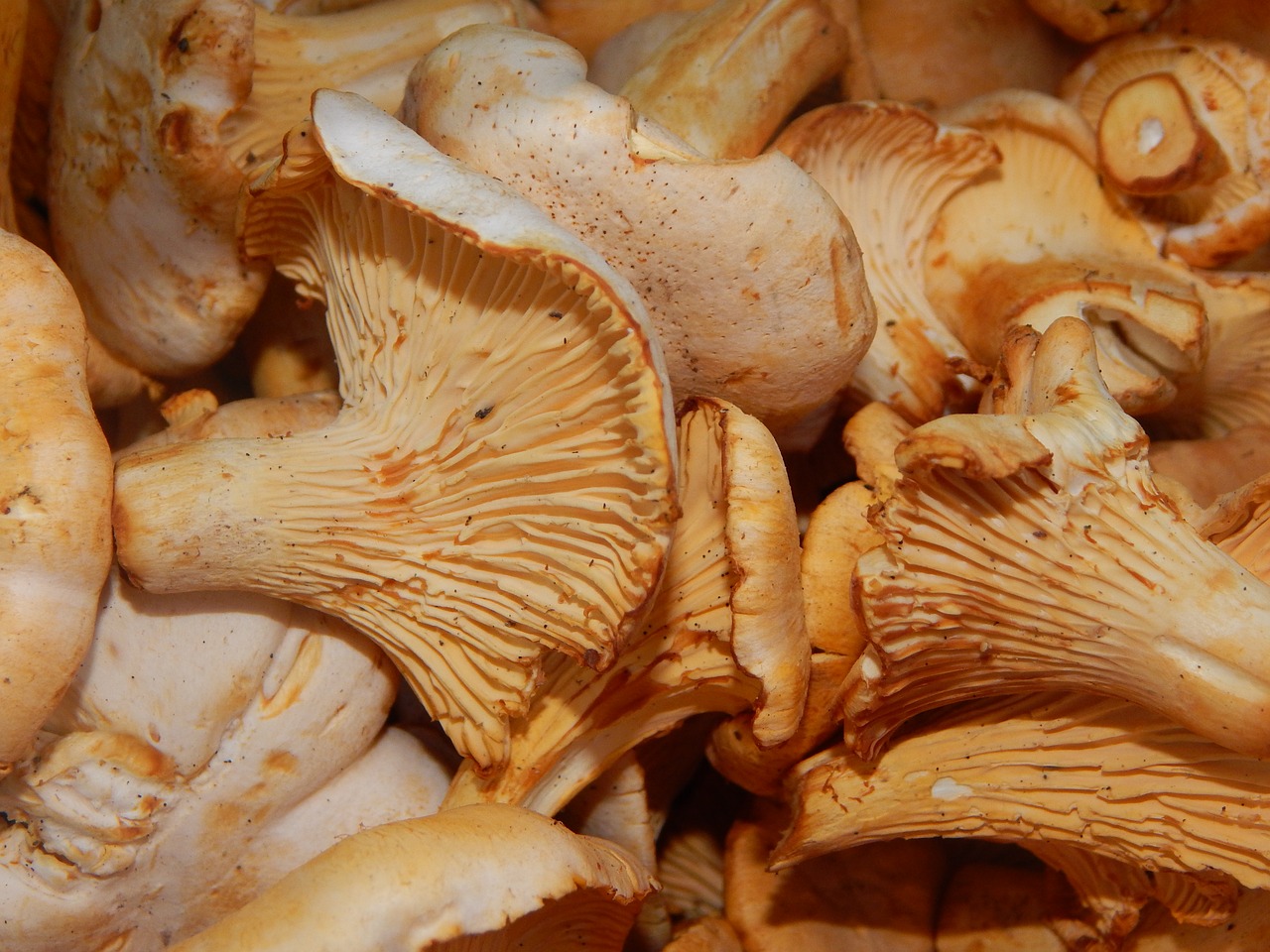 mushrooms chanterelles summer free photo