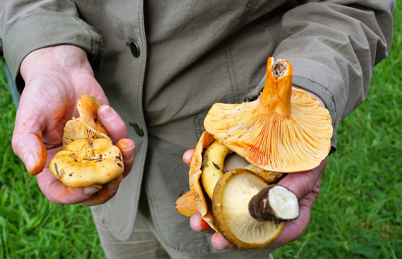 mushrooms vegan eat free photo