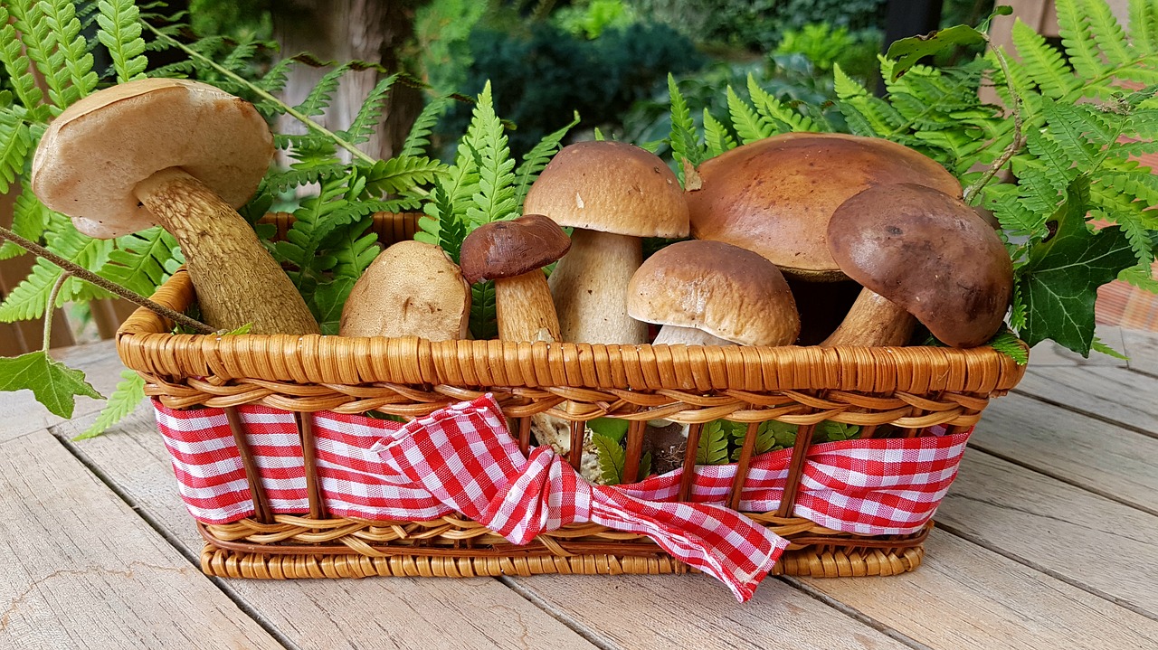 mushrooms food mushrooms forest mushrooms free photo