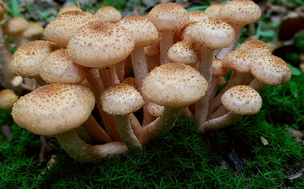 mushrooms armillaria mellea mushroom collection free photo