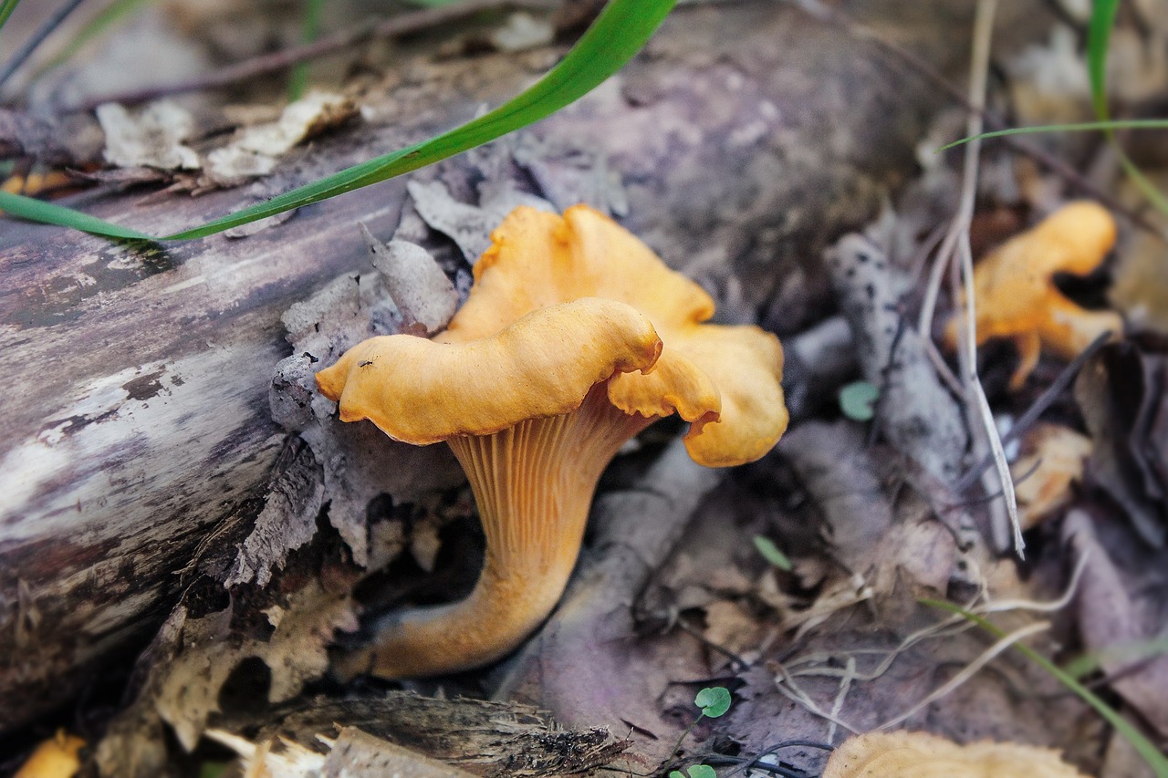 mushrooms forest nature free photo