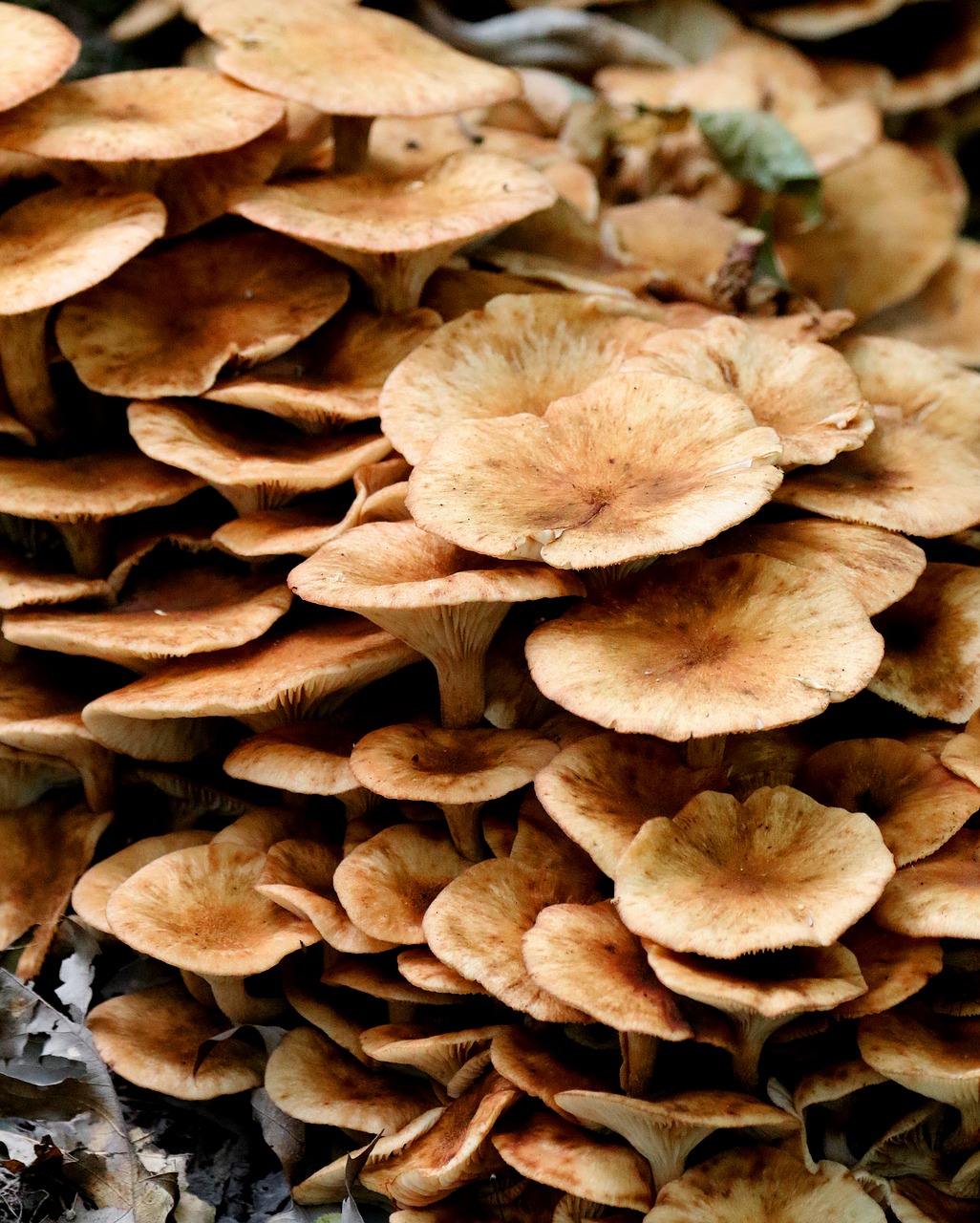 mushrooms wild new jersey free photo