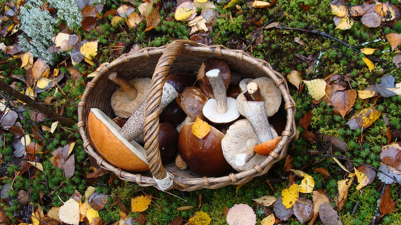 mushrooms basket autumn free photo