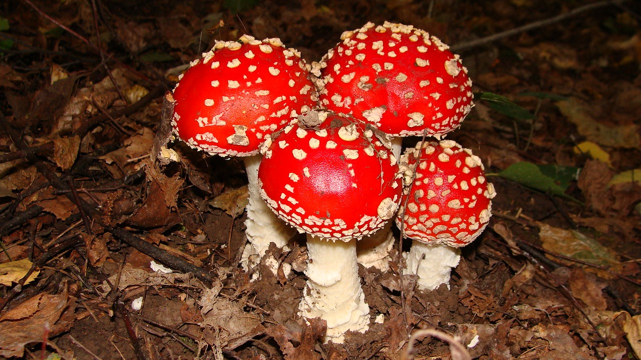 mushrooms amanita forest free photo