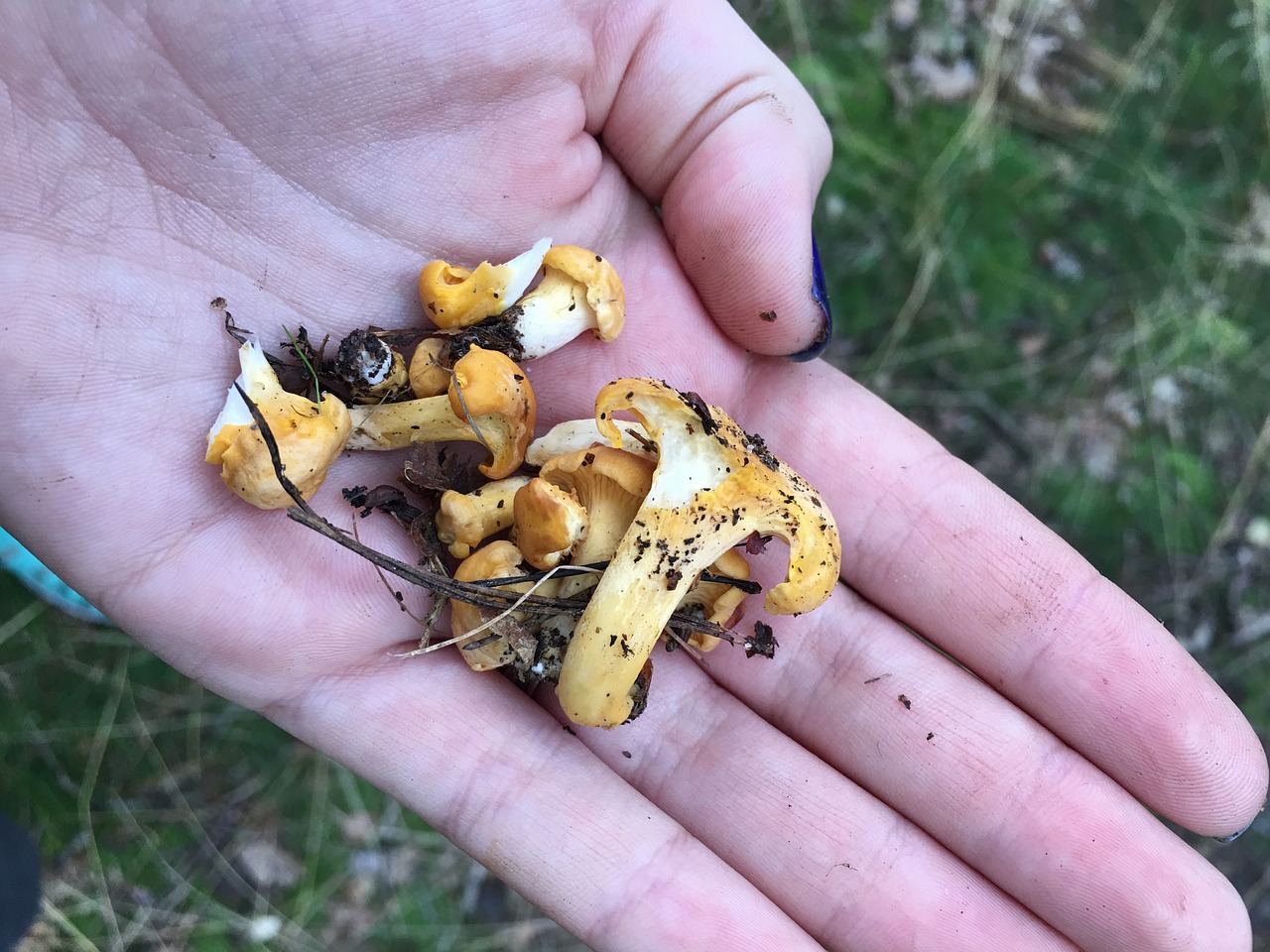 mushrooms chestnut boletus boletus free photo