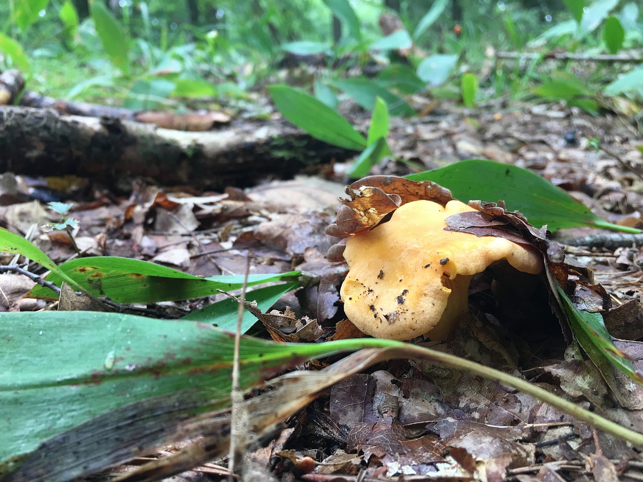 mushrooms chestnut boletus boletus free photo