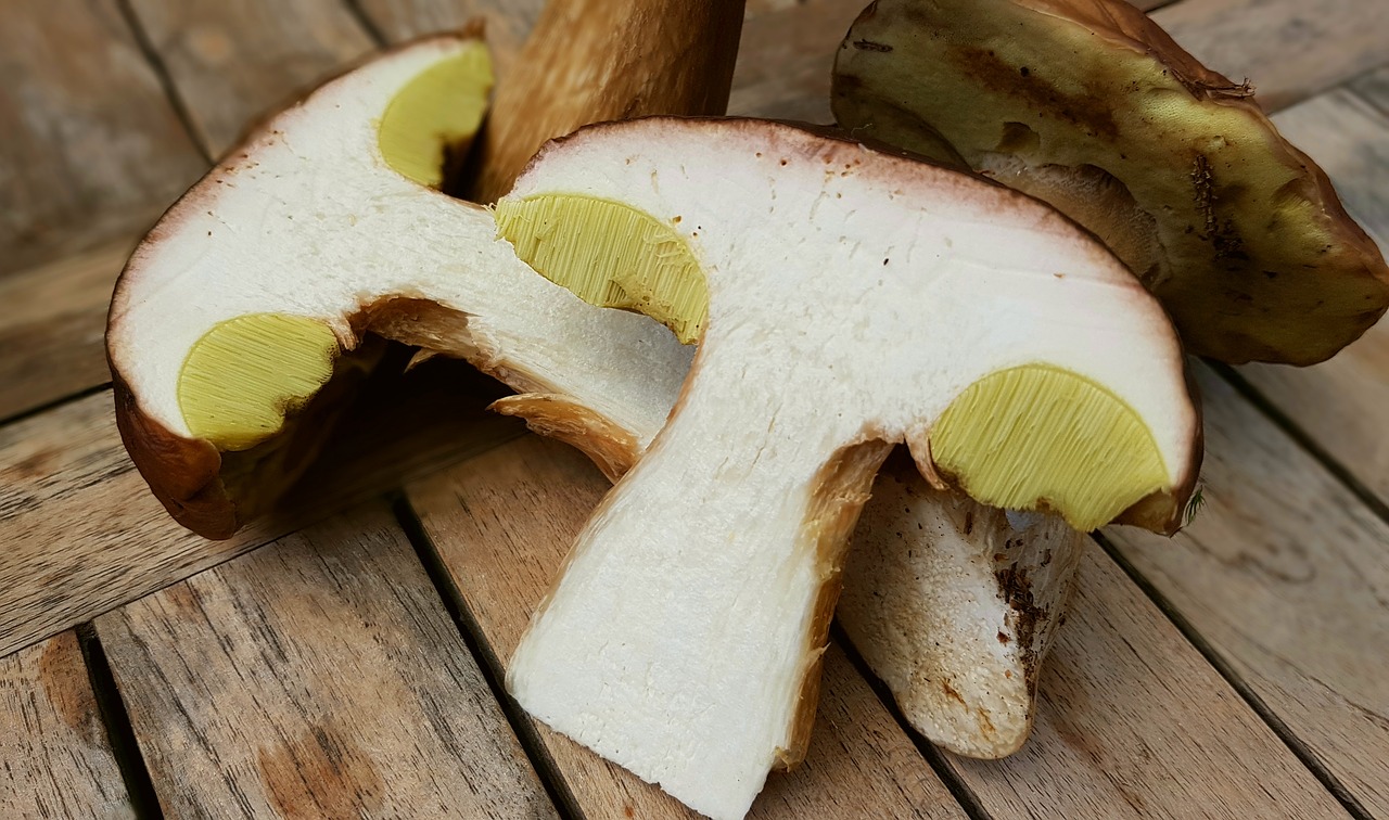 mushrooms porcini mushrooms mushroom free photo