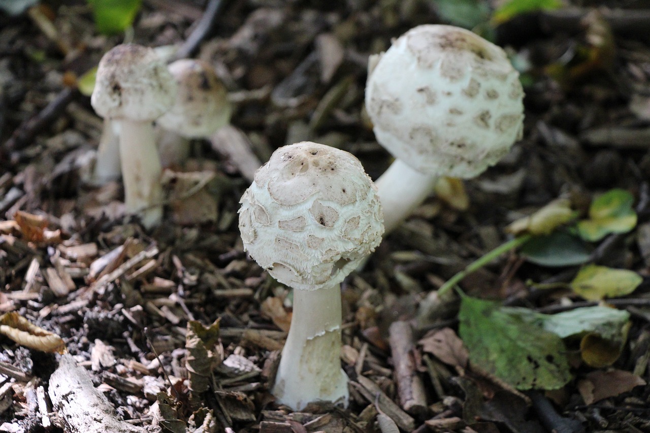 mushrooms forest garden free photo