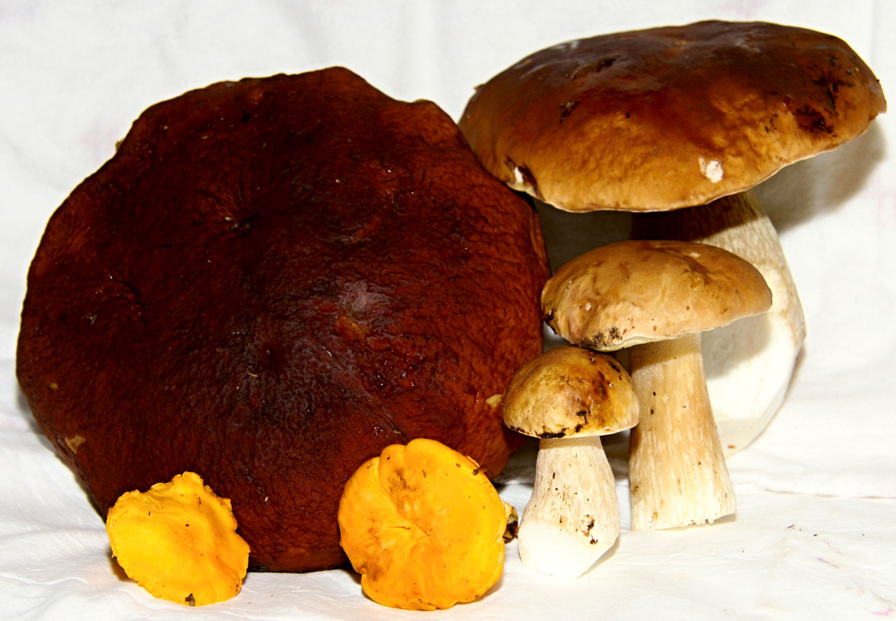 mushrooms food autumn free photo