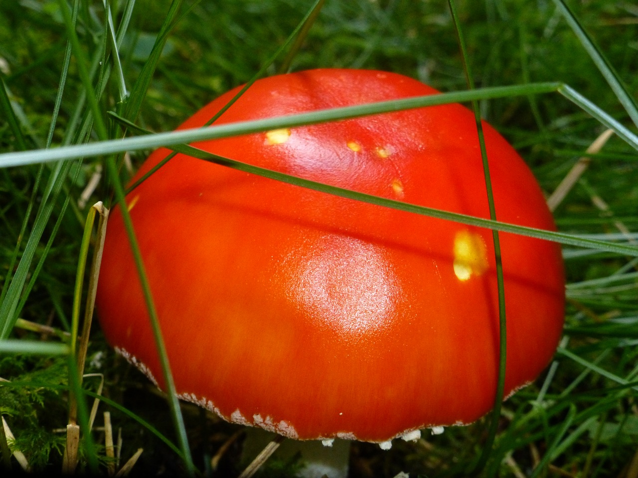 mushrooms red emperor mushroom free photo