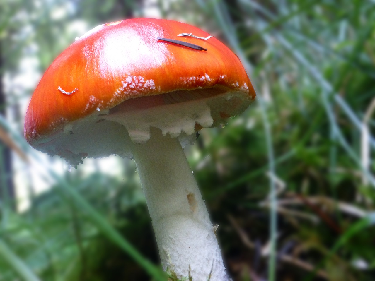 mushrooms red lamellar free photo
