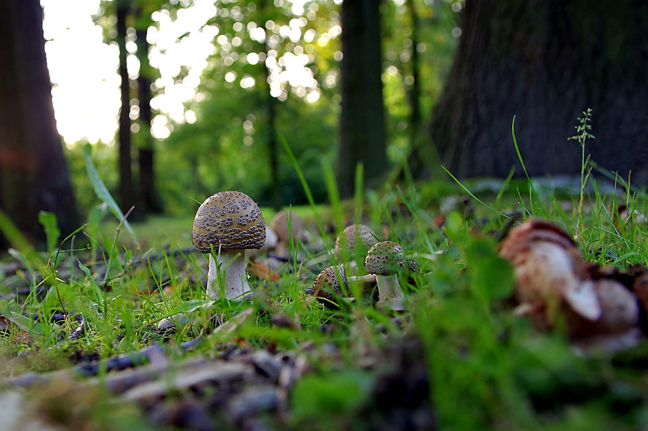 mushrooms forest amanita free photo