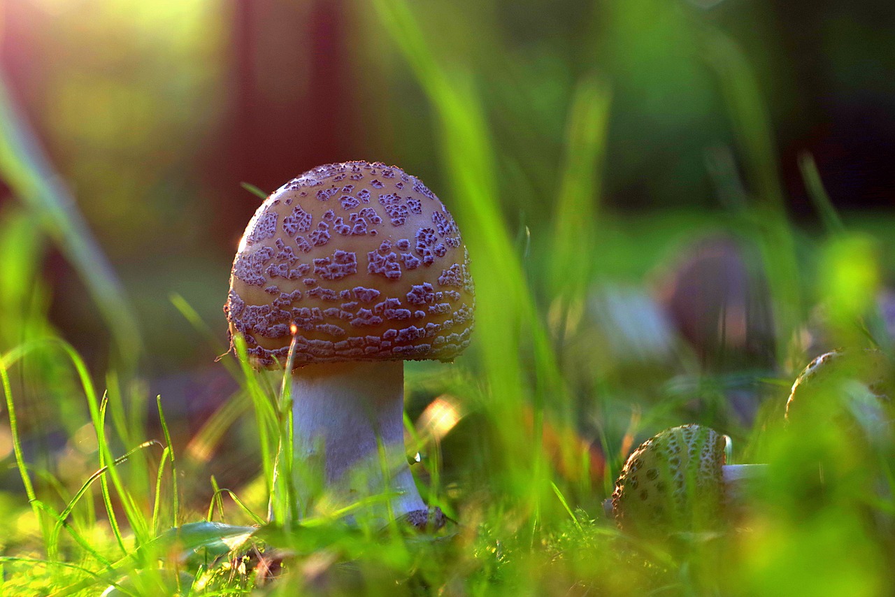 mushrooms forest amanita free photo