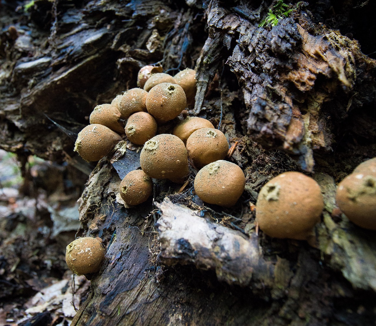 mushrooms puffball-de-loup forest free photo