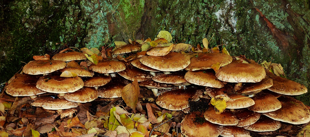 mushrooms autumn autumn forest free photo