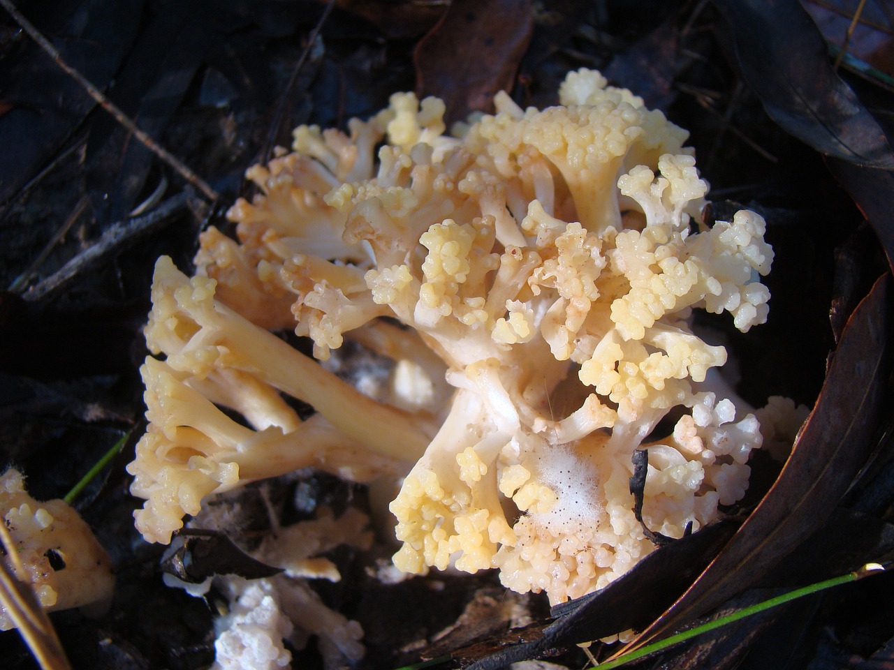 mushrooms fungi mushroom free photo