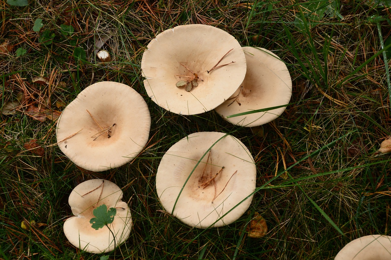 mushrooms fungi forest free photo