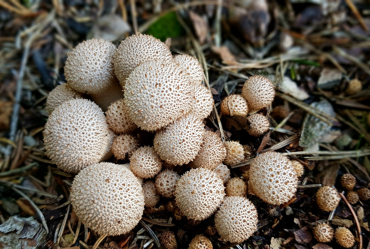 mushrooms forest mushroom umbrinum free photo