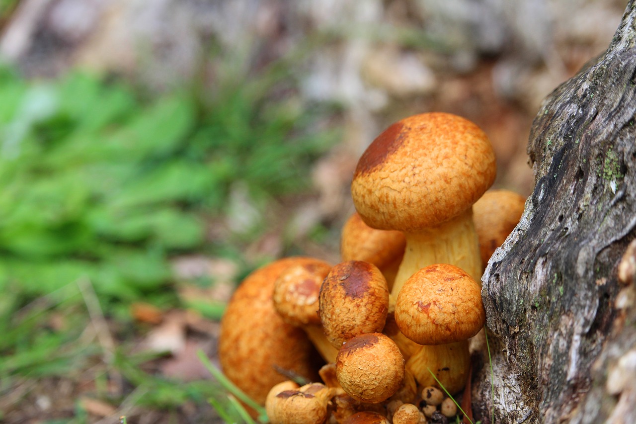 mushrooms toadstools orange free photo