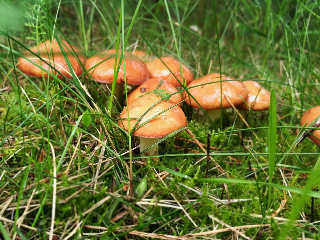 mushrooms boletus forest free photo