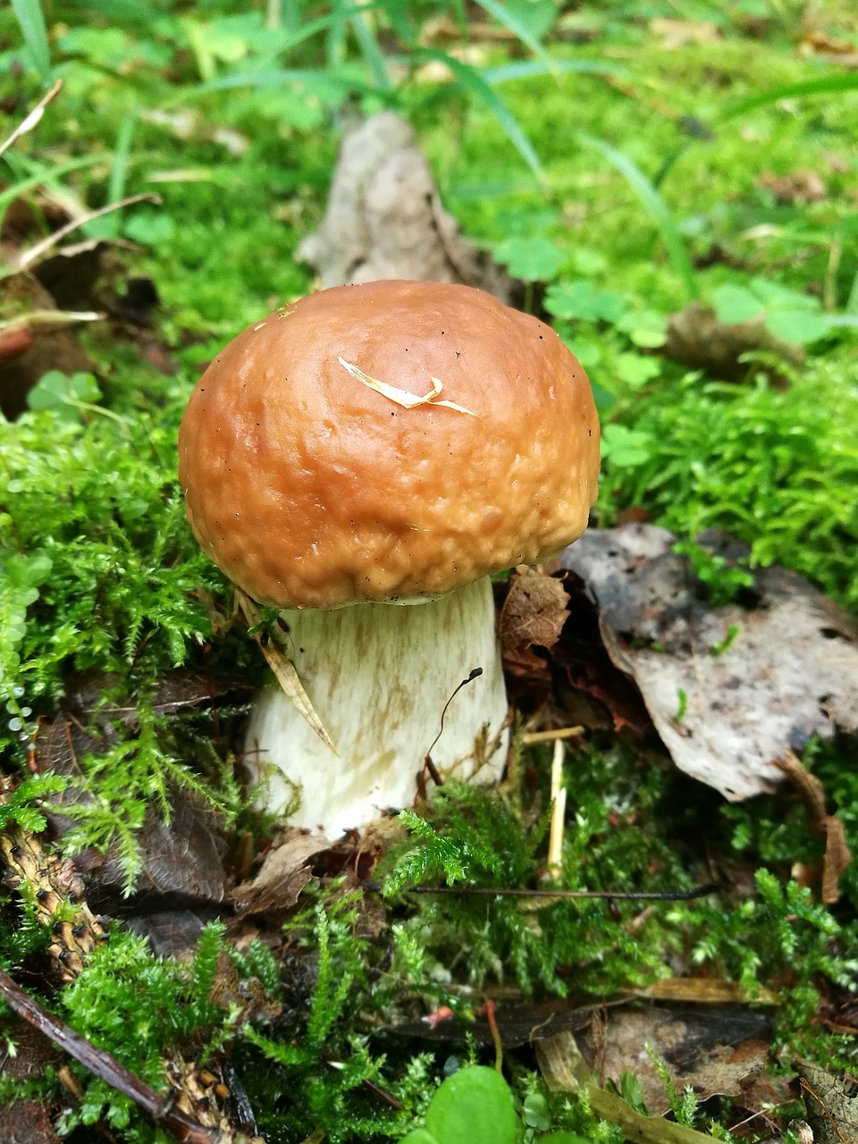 mushrooms boletus forest free photo
