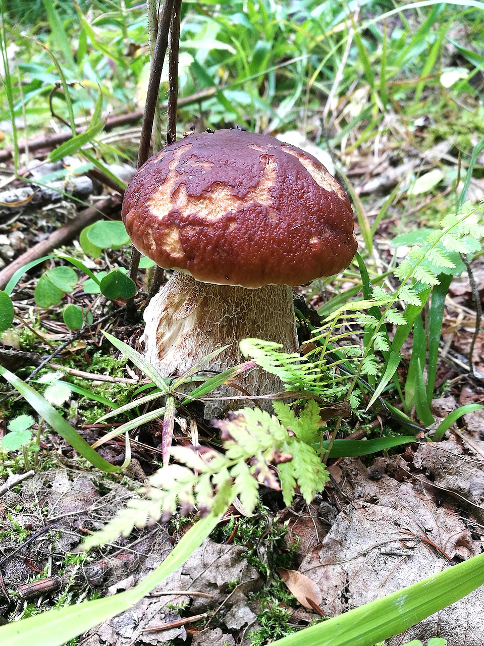 mushrooms boletus forest free photo