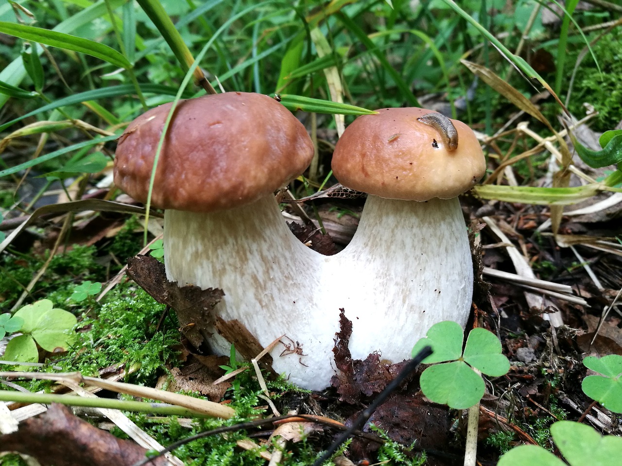 mushrooms boletus forest free photo