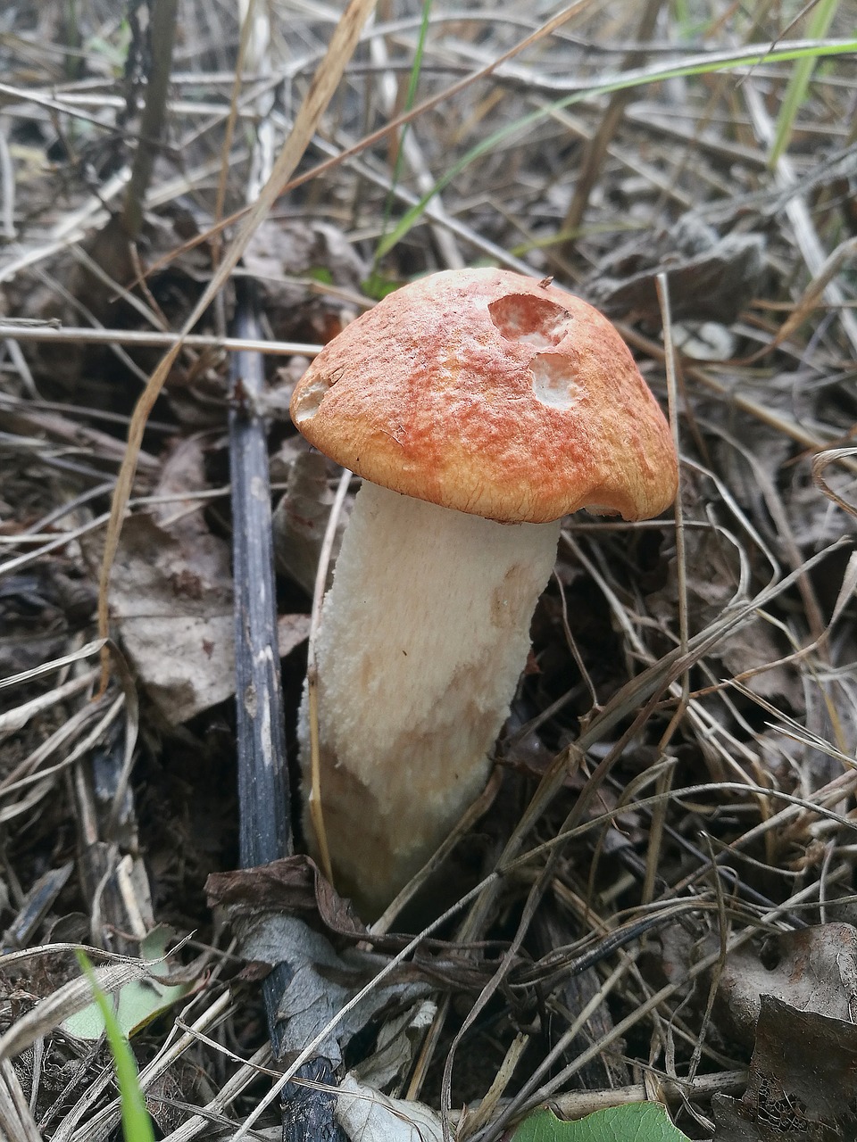 mushrooms orange-cap boletus forest free photo