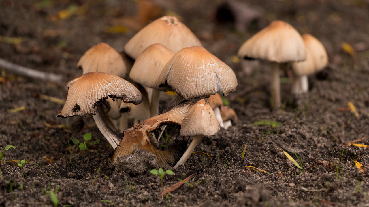 mushrooms autumn nature free photo