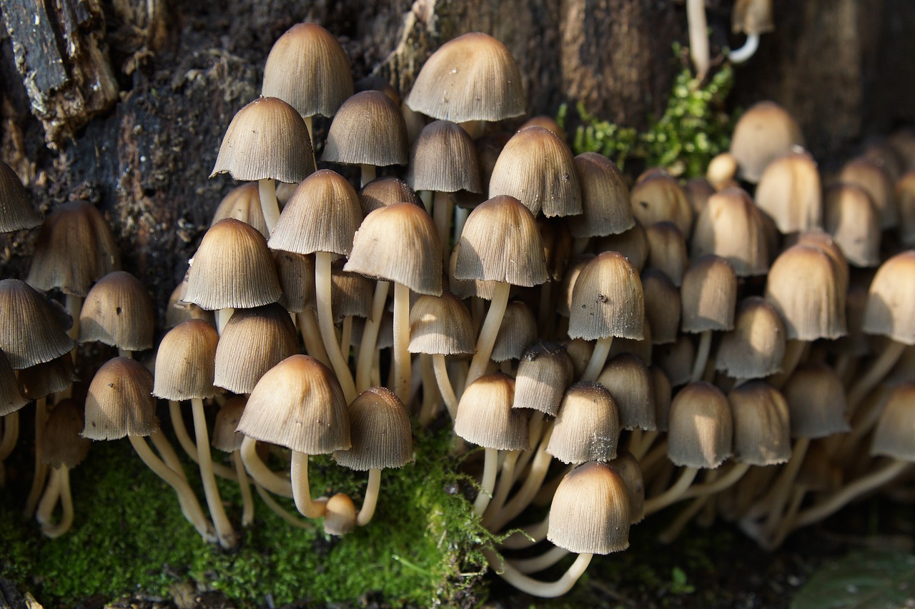 mushrooms forest autumn free photo