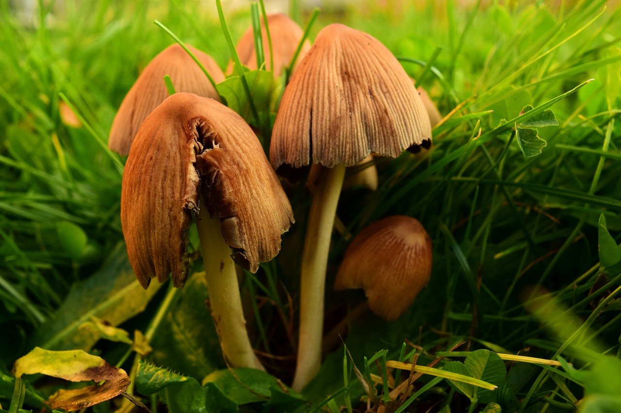 mushrooms meadow mushrooms mushroom genus free photo