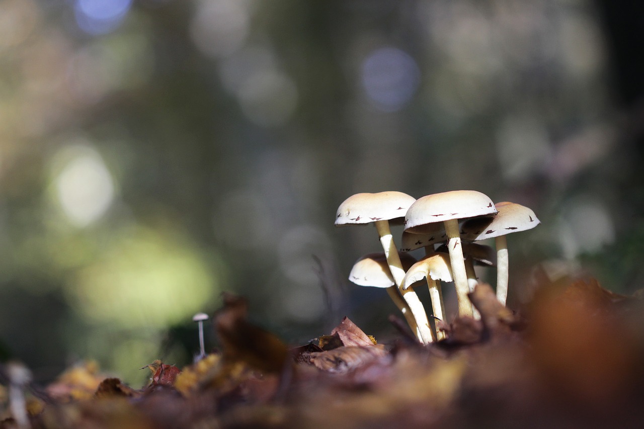 mushrooms forest nature free photo