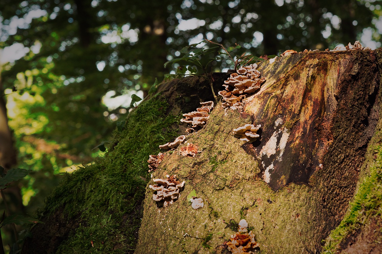 mushrooms autumn tree stump free photo