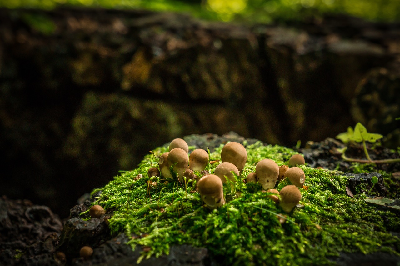 mushrooms autumn tree stump free photo