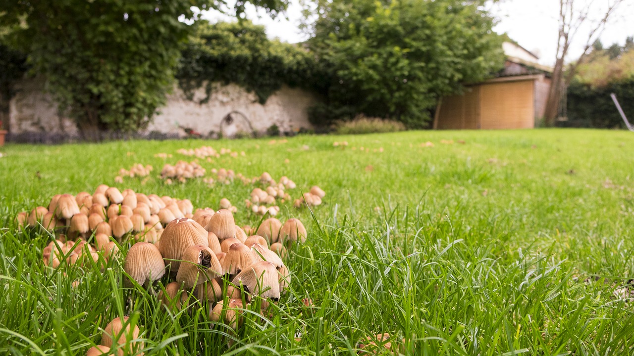mushrooms turf garden free photo