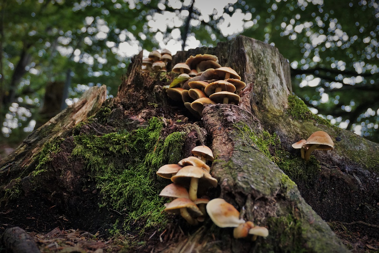 mushrooms forest nature free photo