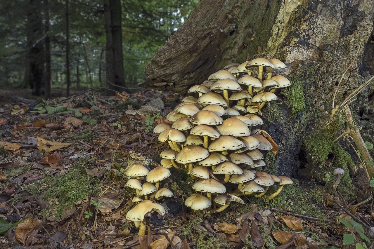 mushrooms sulphur heads mushroom colony free photo