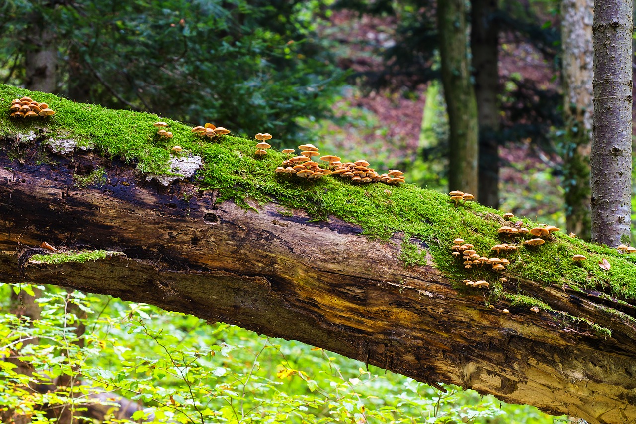 mushrooms wood mushrooms log free photo