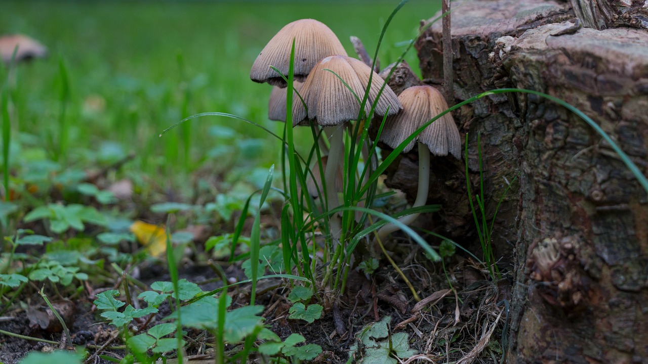 Pick mushrooms. Влажные грибы. Mushrooms in Wood. They are picking Mushrooms in the Forest.