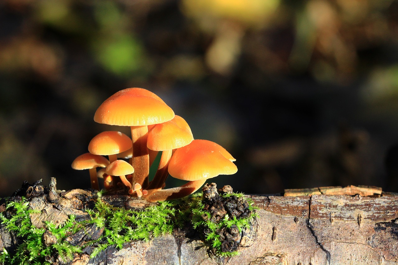 Есть царство грибов. Царство грибов Мицена. Подосерпула Миранда гриб. Грибы оранжевого цвета. Желтый гриб.