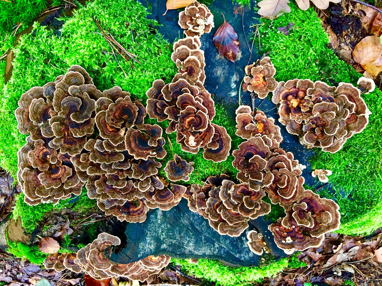 mushrooms moss wild mushrooms free photo